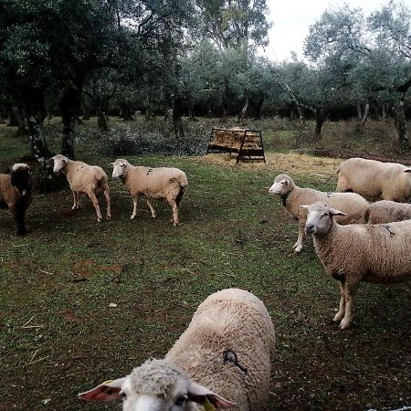 El Venero De Mostoles Constantina Luaran gambar